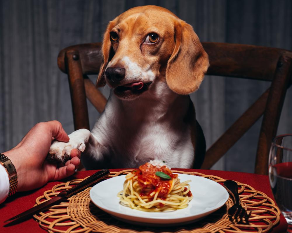 Why Dogs Are the Real Cover Stars in the AI Face Era