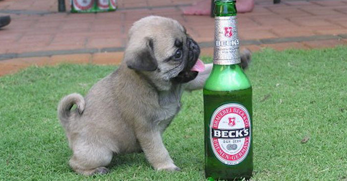 10 foods that can kill your dog — keep them from eating these! - matrix-studios.com