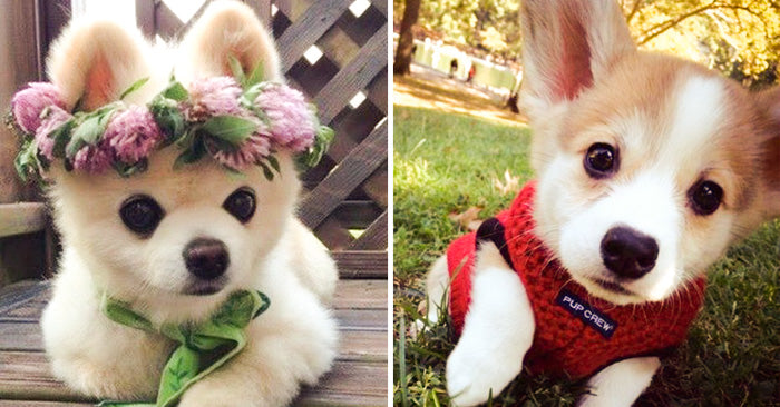 20 Adorable puppies that will melt your heart - matrix-studios.com