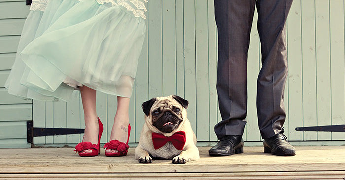 14 of the best ideas for sharing your wedding day with your pet - matrix-studios.com